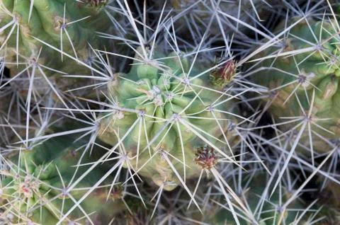 Spiny Cactus Stock Photos