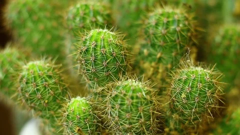 Spiny Cactus Sprouts - Close Shot Stock Footage 129888452