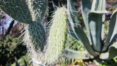 Spiny Cactus Stem With Long White Needles Vídeo Stock 344995512
