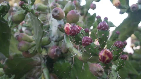 Spiny cactus with unblown flowers Stock Footage 113226325