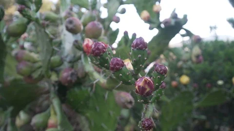 Spiny cactus with unblown flowers 库存影片 113226341