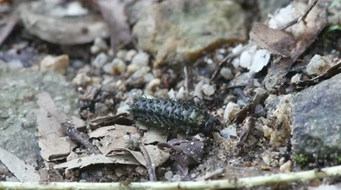Spiny caterpillar crawling on the ground Stock Footage 64996235