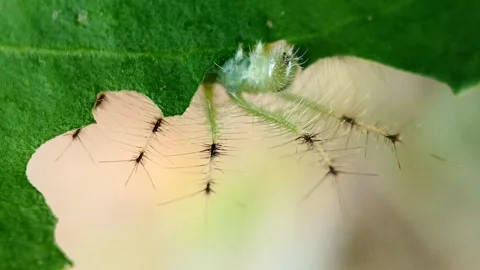 Spiny caterpillar eating mistletoe leaf Stock-Footage 336961754