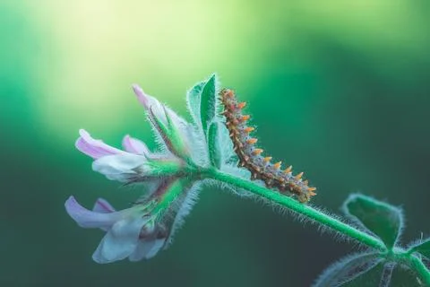 Spiny caterpillar on a leaf Stock Photos