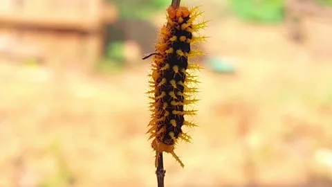 Spiny Caterpillar (Lepidoptera) Crawling Up Twig 2K Slow Motion Stock Footage 346234137