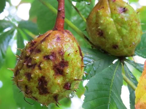 Spiny Chesnuts Ripening Stock Photos