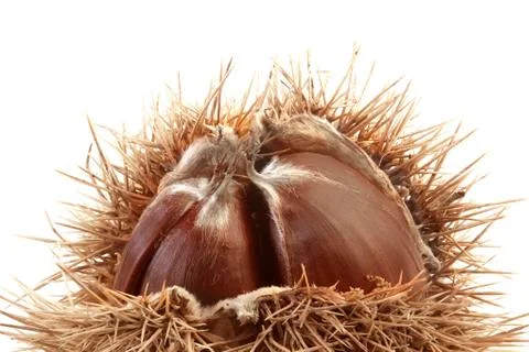 Spiny chestnut cutout Foto stock