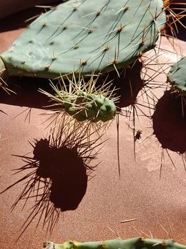 Spiny cholla joint with shadow and prickly pear pad Stock Photos