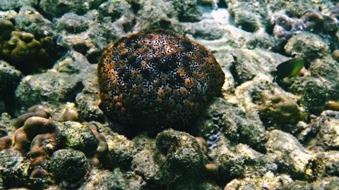 Spiny Cushion Star resting on tropical coral reef floor Stock Footage 335186605