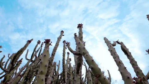 Spiny Desert Cactus Growing in Harsh Arid Climate Showing Resilient Nature Stock Footage 312662878