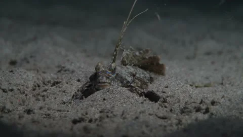 Spiny Devil Fish is walking underwater on a sand Stock Footage 138199310