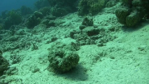 Spiny devil scorpionfish Video stock 96204290