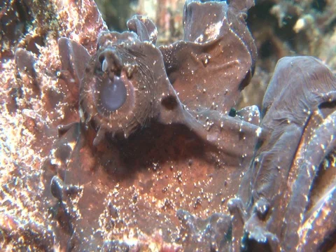 Spiny Devilfish Stock Footage 98670056