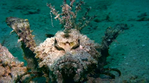 Spiny devilfish (Inimicus didactylus) crawling close up Stock Footage 6929879