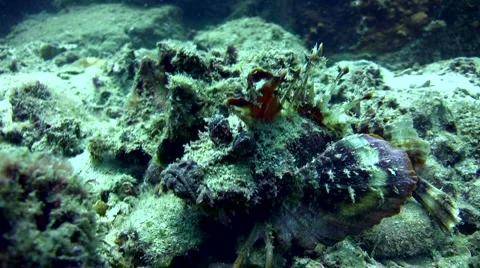 Spiny devilfish (Inimicus didactylus) Stock Footage 6732265