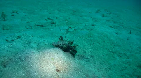 Spiny devilfish (Inimicus didactylus) on the sand Stock Footage 6929868