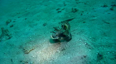 Spiny devilfish (Inimicus didactylus) on the sand 2 Stock Footage 6929878