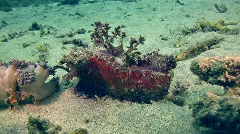Spiny devilfish (Inimicus didactylus) on the sand, from side Stock-Footage 68101772