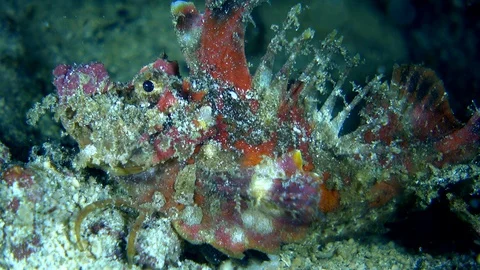 Spiny devilfish slowly moving its leg and its head Stock Footage 112473841