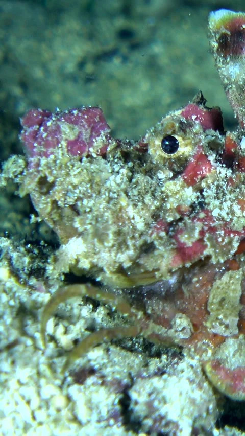 Spiny devilfish slowly moving its leg and its head 스톡 동영상 228832975