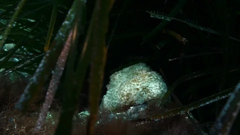 Spiny dye-murex egg (or purple dye murex egg), Ustica, Sicily, Mediterranean sea Stock Footage 126954864