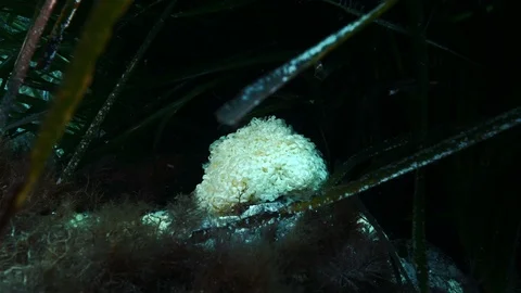 Spiny dye-murex egg (or purple dye murex egg), Ustica, Sicily, Mediterranean sea Stock Footage 126955954