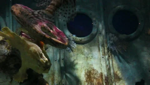 Spiny Fish Stock Footage 10763839