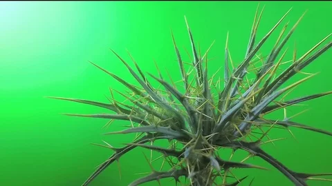 Spiny flower. Barb on a green background Stock Footage 114545003