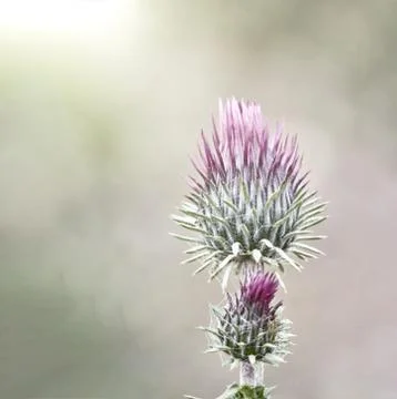 Spiny flower field Foto stock
