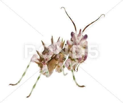 Spiny flower mantis, Flower Mantis, Pseudocreobotra Wahlbergii, Stock ...