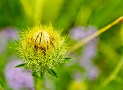 The spiny flower Stock Photos