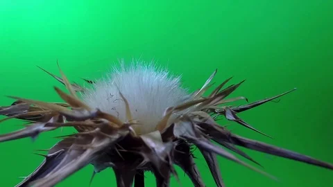 Spiny flower. Thorn Stock Footage 114545013