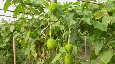 Spiny Gourd Vine Plant Stock Footage 336689075