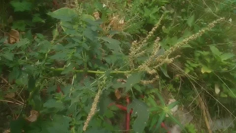 Spiny grass or called wild spinach that grows in nature Stock Footage 244862659