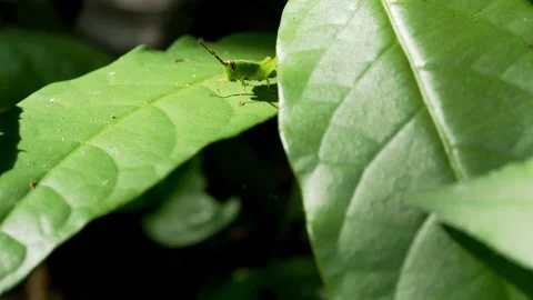 Spiny Green Katydid Nymph Resting on Tropical Foliage in Thailand 動画素材 336783077