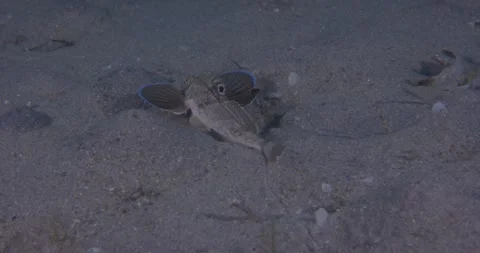 Spiny Gurnard Crawl, Track Shot, 8K Stock Footage 331989145