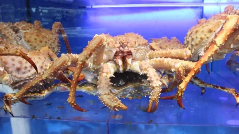 Spiny King Crab Video stock 174567799