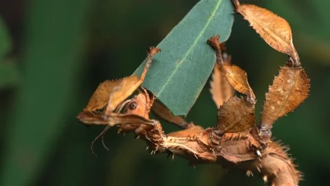 Spiny leaf insect close up Stock Footage 134516421