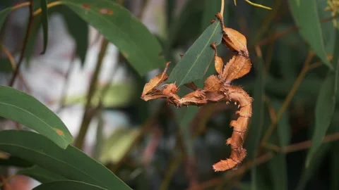 Spiny leaf insect Vidéo 134516906
