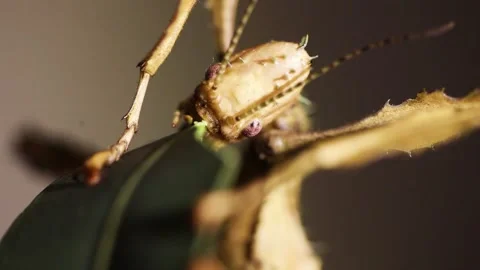 Spiny Leaf stick insect Stock Footage 146937100