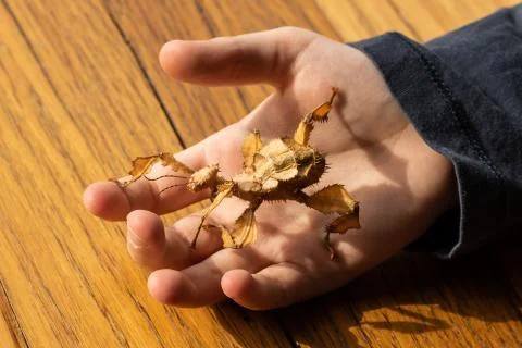 Spiny Leaf stick insect Stock Photos
