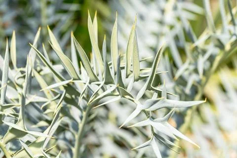 Spiny Leaflets Of Encephalartos Horridus Stock Photos