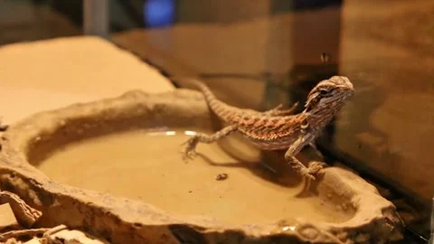 Spiny lizard is in a clear aquarium cage 動画素材 299369465