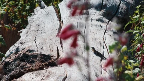 Spiny Lizard Crawling Over Weathered Fallen Trunk Stockbeeldmateriaal 345509910