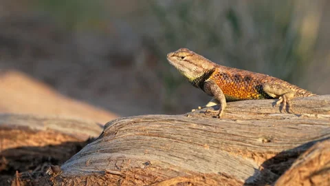 Spiny Lizard in the Escalante desert Stock Footage 208450914