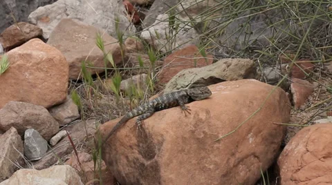 Spiny lizard in Grand Canyon Stock Footage 37129463