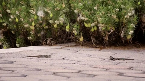 Spiny lizard hanging around the volcanic rock under the Mexican sun Stock-Footage 131660284