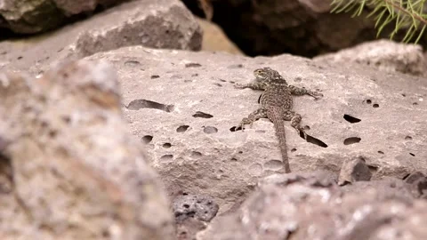 Spiny lizard hanging around the volcanic rock under the Mexican sun Stock-Footage 131660965