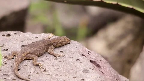 Spiny lizard hanging around the volcanic rock under the Mexican sun Stock-Footage 131661008