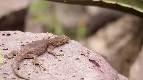 Spiny lizard hanging around the volcanic rock under the Mexican sun Stock-Footage 131661034